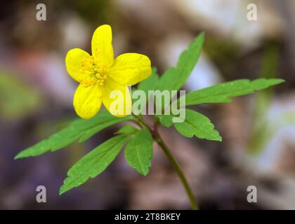 Gelbe Anemone, gelbe Holzanemone oder Buttercup Anemone, lateinisch Anemonoides ranunculoides oder Anemone ranunculoides Stockfoto