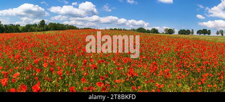 Feld mit rotem Mohn oder Mohn, Maismohn, Maisrosen, Feldmohn, flandermohn, auf lateinisch Papaver Rhoaes Stockfoto