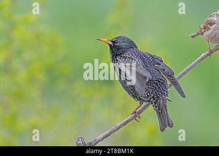 Ein gemeiner Starling (Sturnus vulgaris), der auf einem Ast thront. Stockfoto