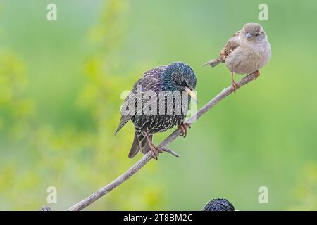 Gewöhnlicher Starling, Haussperling (Sturnus vulgaris), der auf einem Ast thront. Stockfoto