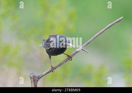 Ein gemeiner Starling (Sturnus vulgaris), der auf einem Ast thront. Stockfoto