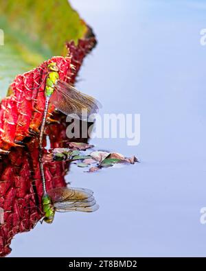 Libelle, die auf einem Lilienblatt im Wasser eines Gartenteichs liegt Stockfoto