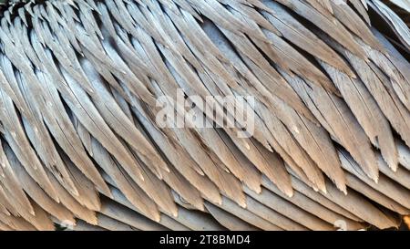 Braune Pelikanfedern Nahaufnahme der Hintergrundstruktur Stockfoto