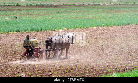 Ein Blick auf einen Amischen Farmer, der sein Feld mit zwei Pferden bebaut, die an einem sonnigen Frühlingstag ziehen Stockfoto