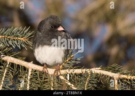 Nahaufnahme männlicher Junco (Junco hyemalis), der in den Zweigen der Weißen Fichte im Chippewa National Forest im Norden von Minnesota, USA, thront Stockfoto