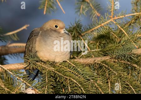 Nahaufnahme der Trauertaube (Zenaida macroura), die in den Zweigen einer Weißen Fichte im Chippewa National Forest im Norden von Minnesota, USA, thront Stockfoto