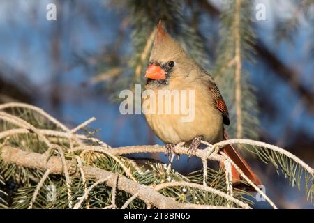 Nahaufnahme weiblicher Nordkardinal in Weißen Fichten-Zweigen im Chippewa National Forest im Norden von Minnesota USA Stockfoto