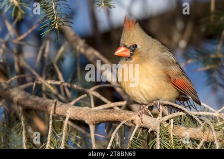 Nahaufnahme weiblicher Nordkardinal in Weißen Fichten-Zweigen im Chippewa National Forest im Norden von Minnesota USA Stockfoto