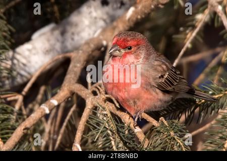 Nahaufnahme männlicher Hausfinken (Haemorhous mexicanus), der in den Weißen Kiefernzweigen im Chippewa National Forest im Norden von Minnesota, USA, thront Stockfoto