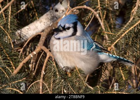 Close Up Blue Jay (Cyanocitta cristata), der in den Zweigen der White Fruce im Chippewa National Forest im Norden von Minnesota, USA, thront Stockfoto