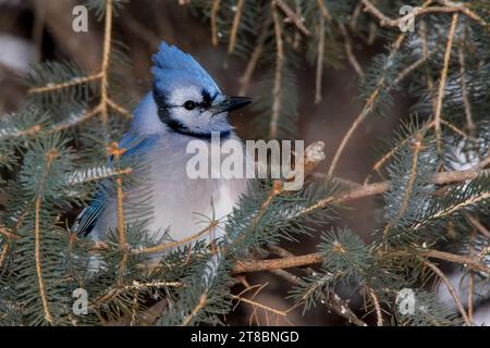 Close Up Blue Jay (Cyanocitta cristata) liegt in den Zweigen der White Fruce im Chippewa National Forest im Norden von Minnesota, USA Stockfoto