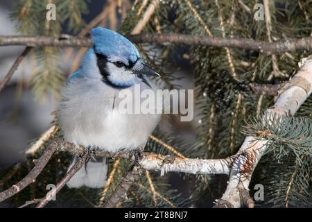 Close Up Blue Jay (Cyanocitta cristata) liegt in den Zweigen der White Fruce im Chippewa National Forest im Norden von Minnesota, USA Stockfoto