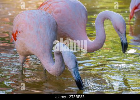 Chilenische Flamingos (Phoenicopterus chilensis) im Zoo Atlanta in Atlanta, Georgia. (USA) Stockfoto