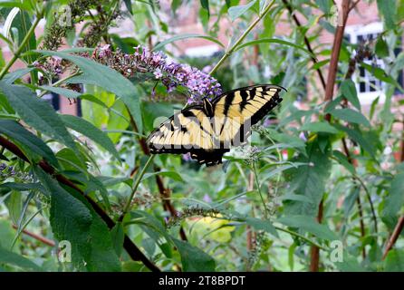 Im Sommer schlürft der Schwalbenschwanz-Schmetterling Phlox Nectar Stockfoto