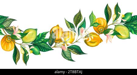 Aquarellrand aus blühenden Zitronen und Limettenzweigen mit Blättern, rosa Blüten und grüner Zitrone. Handgemalte gelbe Früchte und Blumen Stockfoto