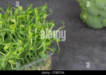 Mikrogrüne Erbsen in einer Plastikbox auf grauem Hintergrund. Gesundes Ernährungskonzept. Stockfoto
