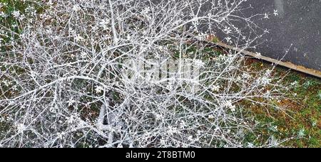 Schuss vom Baum bedeckt mit Schnee Stockfoto