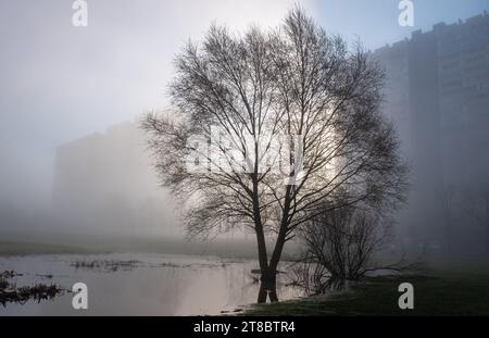 Blattlose Bäume am Fuße von hohen mehrstöckigen Wohnhäusern in einem Wohngebiet während des Morgennebels Stockfoto