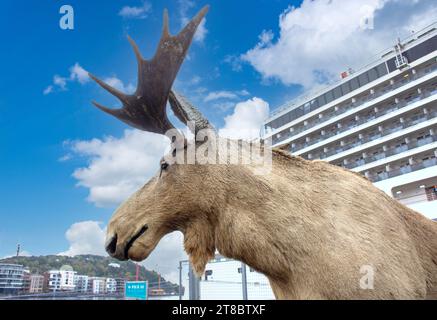 Elchchef am Kreuzfahrthafen Kristiansand (Christiansand), Agder County, Norwegen Stockfoto