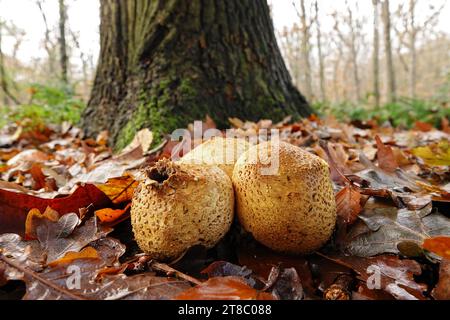 Natürliche Nahaufnahme des gewöhnlichen Erdkugelpilzes, Skleroderma citrinum, der auf dem Waldboden sitzt Stockfoto