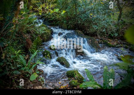 Wälder im Herbst, Ceredigion, Cardigan, Wales Stockfoto