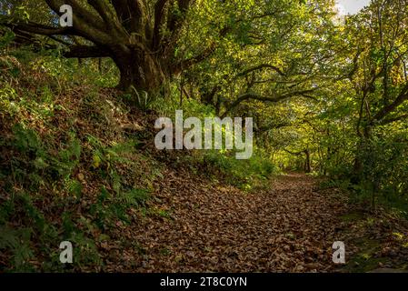 Wälder im Herbst, Ceredigion, Cardigan, Wales Stockfoto