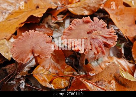 Natürliche Nahaufnahme auf zwei essbaren Betrügerpilzen oder, gewachste Laccaria laccata auf dem Waldboden Stockfoto