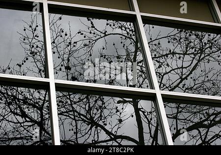 Reflexion eines Blattlosen Baums mit Seeds auf Verzweigungen in Fenstern mit Fensterbereichen an einem bewölkten Tag Stockfoto