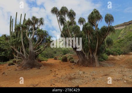 Eine Wüstenlandschaft mit Elefantenfußpalmen, Fasskakteen und Säulenkakteen, die in einem erloschenen Vulkankrater in Honolulu, Oahu, Hawaii, USA wachsen Stockfoto