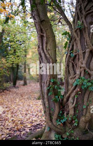 Baumstamm mit Weinreben im Wald mit Herbstblättern auf dem Boden und verschwommenem Hintergrund Stockfoto