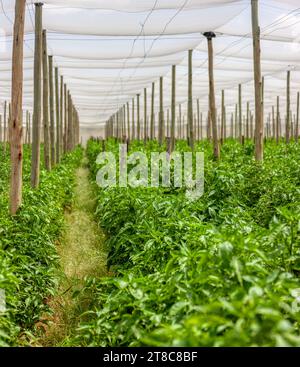 habanero Pfeffer Pflanze Reihengarten, Gewächshaus in Botswana Stockfoto