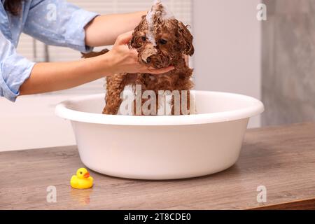 Frau wäscht den süßen Maltipoo-Hund drinnen im Becken. Schönes Haustier Stockfoto