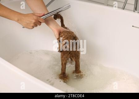 Frau wäscht den süßen Maltipoo Hund in der Badewanne drinnen. Schönes Haustier Stockfoto