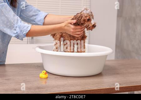 Frau wäscht den süßen Maltipoo-Hund drinnen im Becken. Schönes Haustier Stockfoto