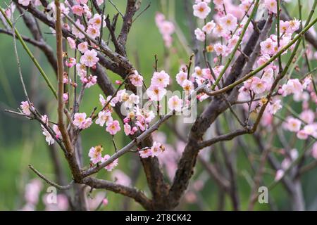 Rosa Pflaumenblüte im Garten Stockfoto