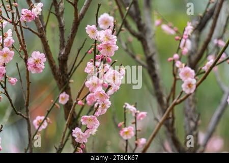 Rosa Pflaumenblüte im Garten Stockfoto