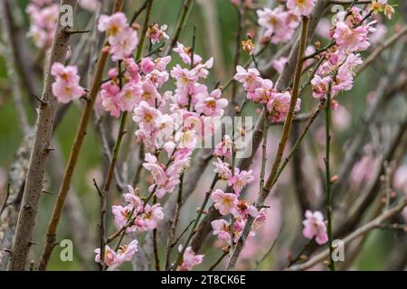 Rosa Pflaumenblüte im Garten Stockfoto