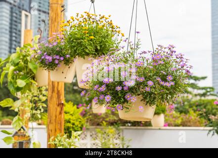 Lila Blüten von Gänseblüten hängen im Garten Stockfoto