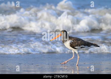 Amerikanischer Austernfänger (Haematopus palliatus), der am Strand entlang der Meeresbrandung spaziert, Galveston, Texas, USA. Stockfoto