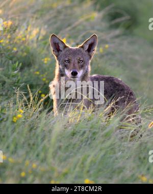 Kojote (Canis latrans) im blühenden Grasland bei Sonnenaufgang, Galveston, Texas, USA. Es wird angenommen, dass diese Kojotenpopulation Gene des Roten Wolfs (Canis rufus) besitzt Stockfoto