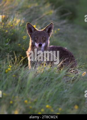 Kojote (Canis latrans) im blühenden Grasland bei Sonnenaufgang, Galveston, Texas, USA. Es wird angenommen, dass diese Kojotenpopulation Gene des Roten Wolfs (Canis rufus) besitzt Stockfoto