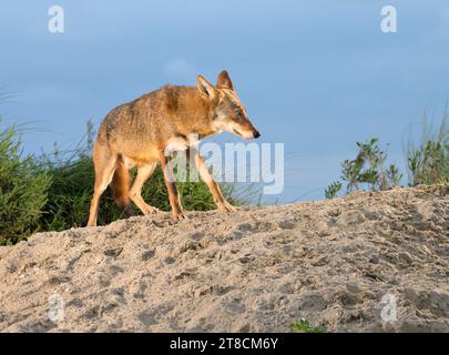 Kojote (Canis latrans) auf der Sanddüne bei Sonnenuntergang, Galveston, Texas, USA. Es wird angenommen, dass diese Kojotenpopulation Gene des Roten Wolfs (Canis rufus) besitzt. Stockfoto