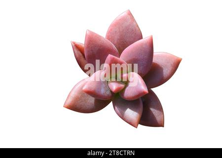 Graptosedum-Pflanzen sind eine hybride Kreuzung zwischen Graptopetal und Sedum Sukkulenten. Stockfoto