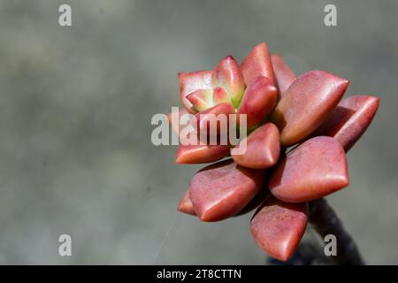 Graptosedum-Pflanzen sind eine hybride Kreuzung zwischen Graptopetal und Sedum Sukkulenten. Stockfoto