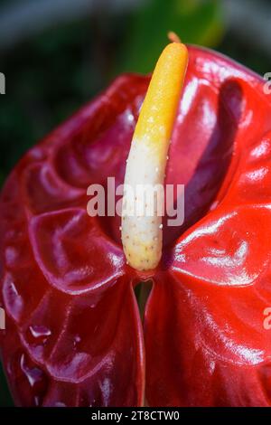 Anthurium Red oder die Flamingo Pflanze ist eine Zierpflanze mit herzförmigen roten Wachsblüten mit sehr markanten Blütenstempeln. Stockfoto