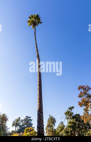 Grüne Palmen vor hellblauem Himmel in Fremont, Kalifornien Stockfoto