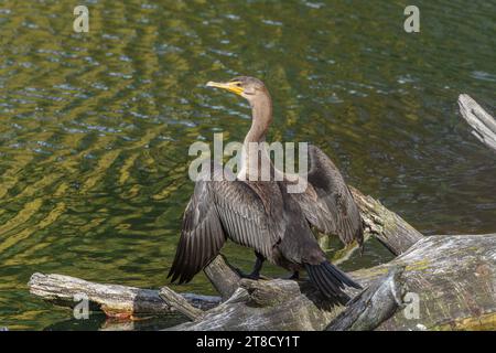 Ein doppelwandiger Kormoran (Nannopterum auritum) auf einem Baumstamm am Wasserrand mit ausgebreiteten Flügeln, sonnig. Albany Pine Bush Preserve, NY, USA Stockfoto