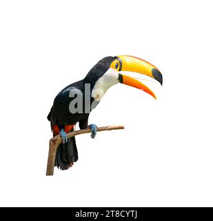 Tukan Vogel auf einem Ast auf weißen Hintergrund isoliert Stockfoto