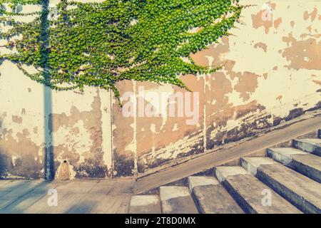 Ivy an der weißen Wand neben der Straßentreppe Stockfoto