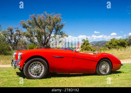 Seitenansicht 1952 Austin Healey 100. Stockfoto